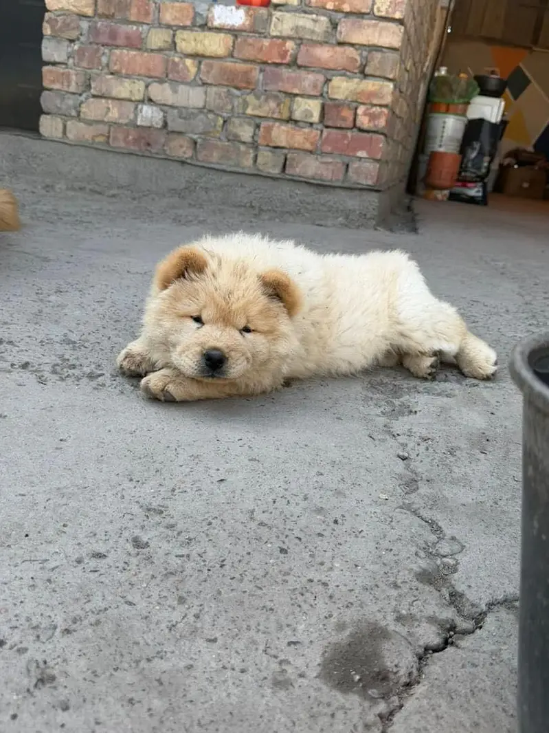 Chow  chow — photo 3