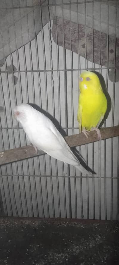Red Eye Budgies Pair