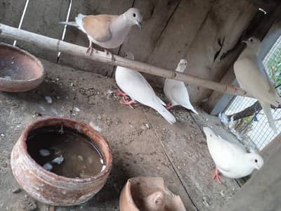 doves for sale pairs white & brown