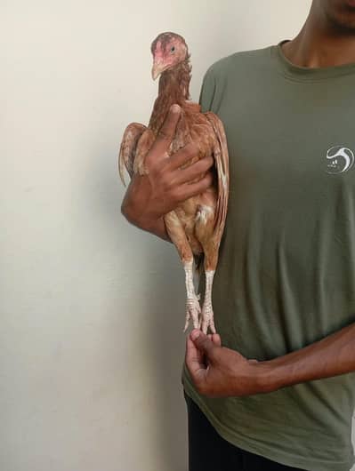 Aseel Mianwali hen good breadr argent for sale