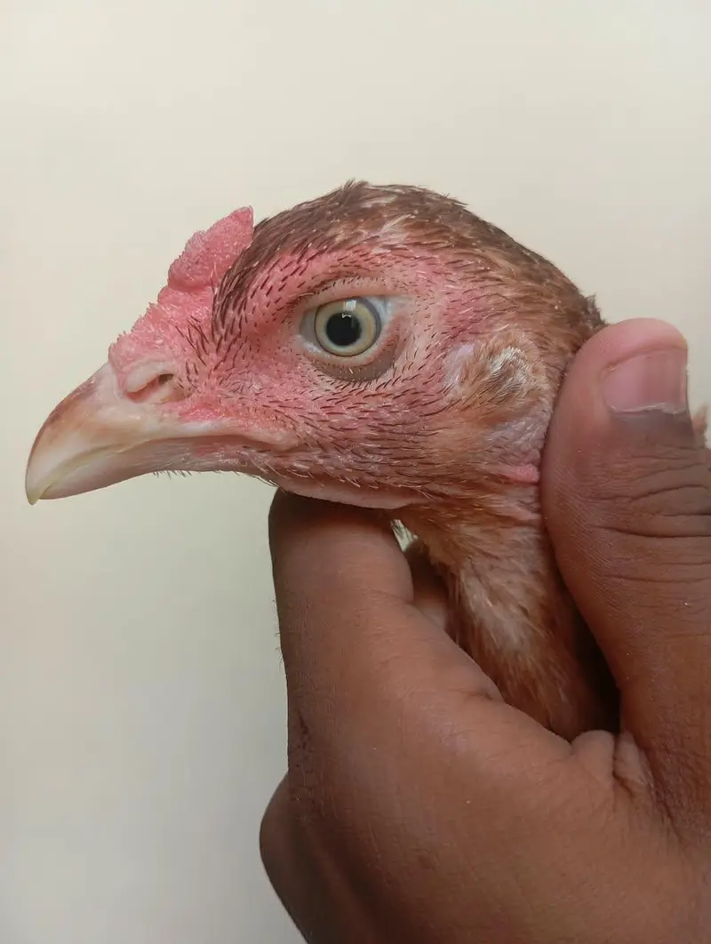 Aseel Mianwali hen argent for sale — photo 2
