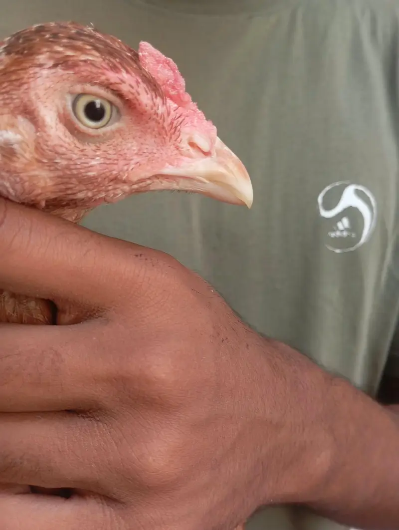 Aseel Mianwali hen argent for sale — photo 3