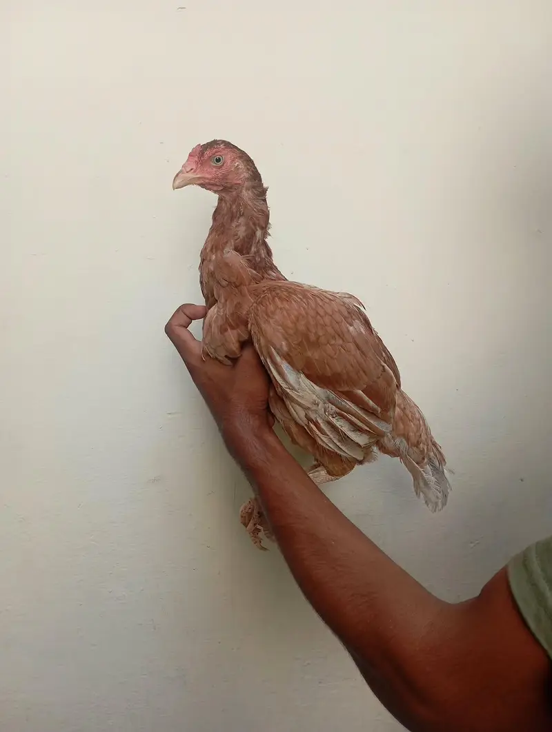 Aseel Mianwali hen argent for sale — photo 4