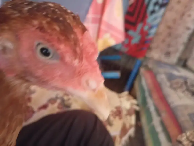 Aseel Mianwali hen argent for sale — photo 7