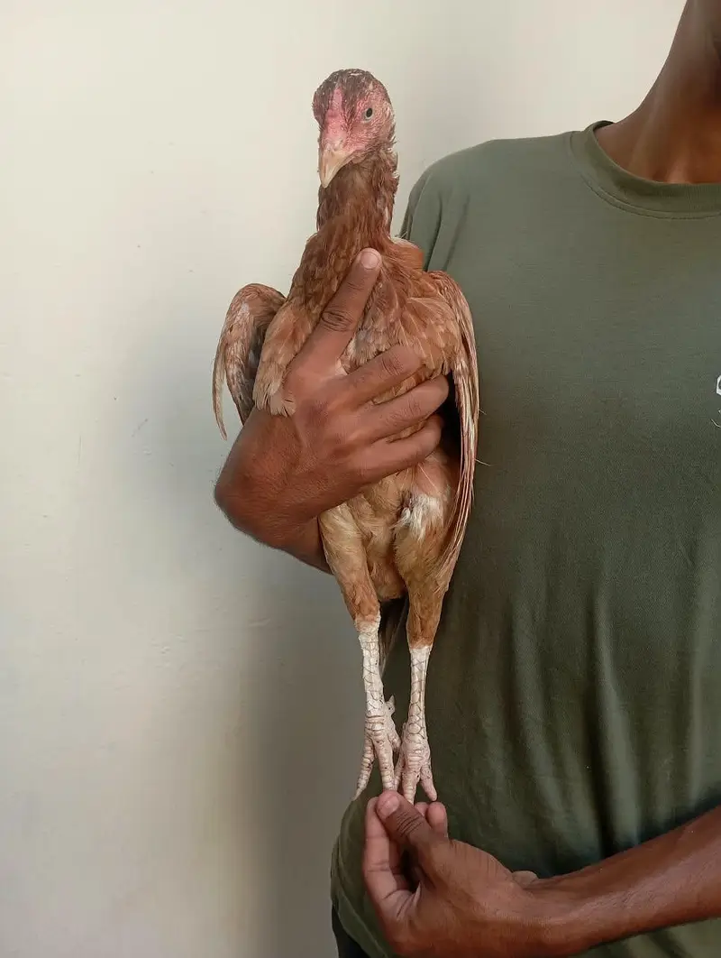 Aseel Mianwali hen argent for sale — photo 8