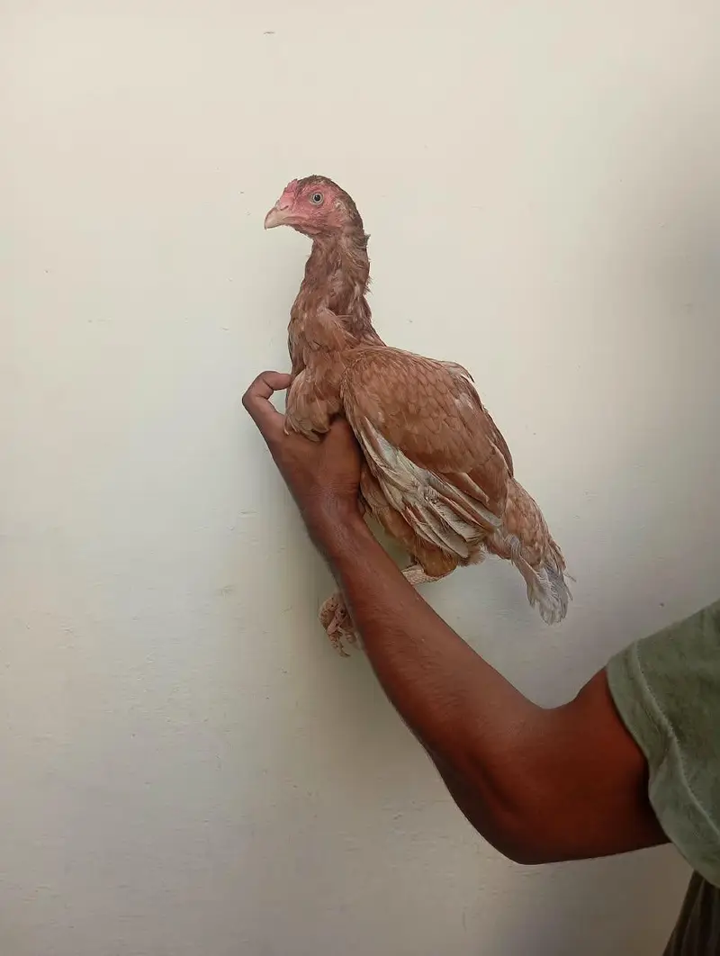Aseel Mianwali hen argent for sale — photo 9