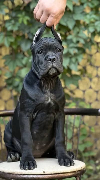 Cane carso