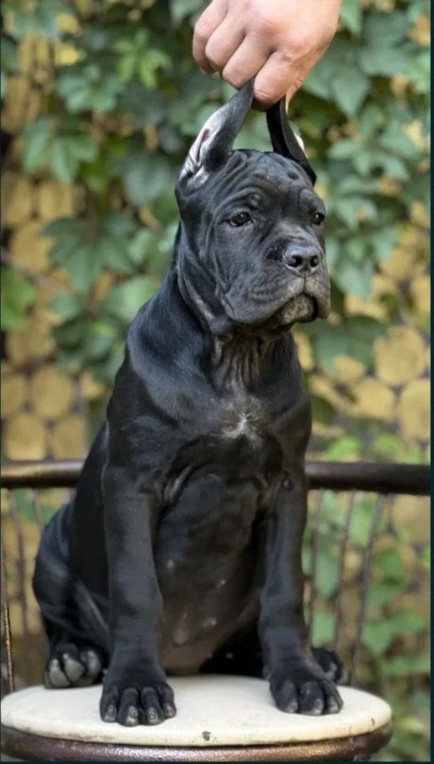 Cane carso 1