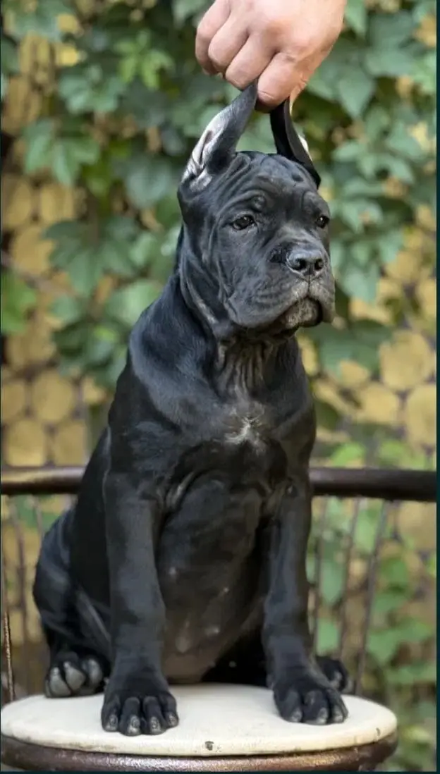 Cane carso — photo 2