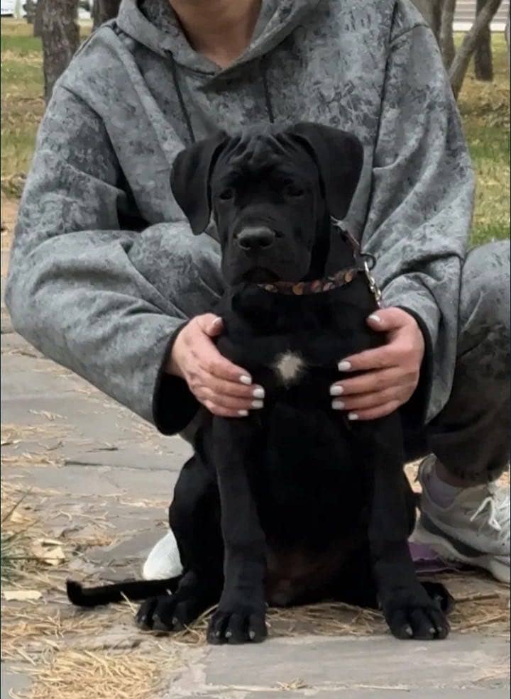 Cane carso 2