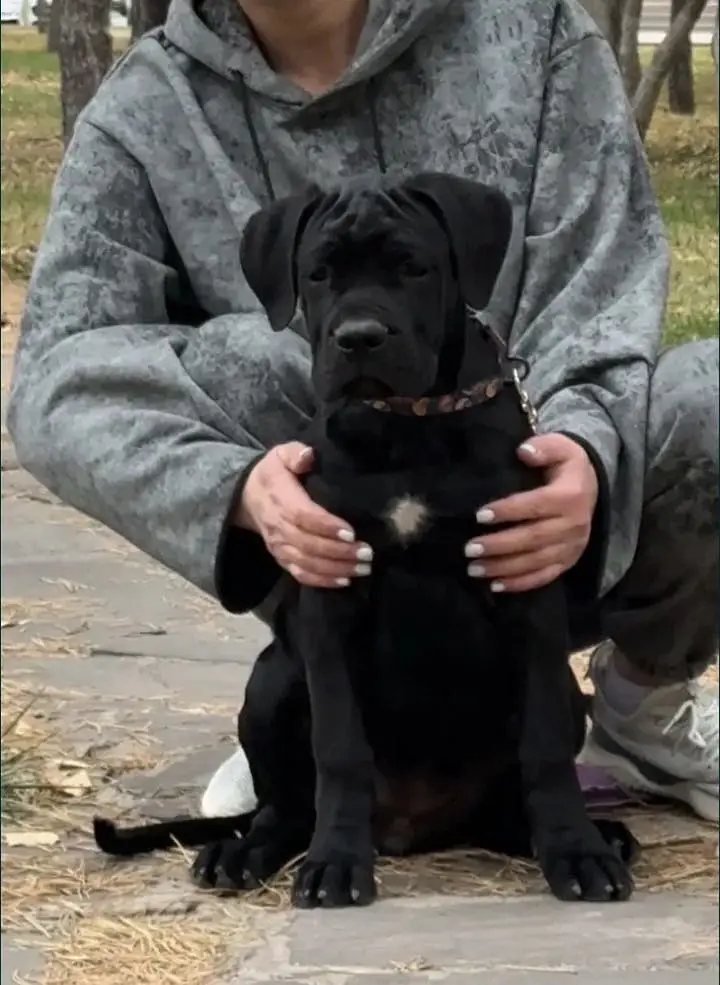 Cane carso — photo 3