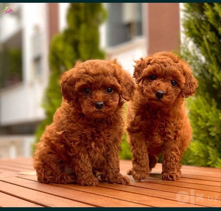 Poodle 0