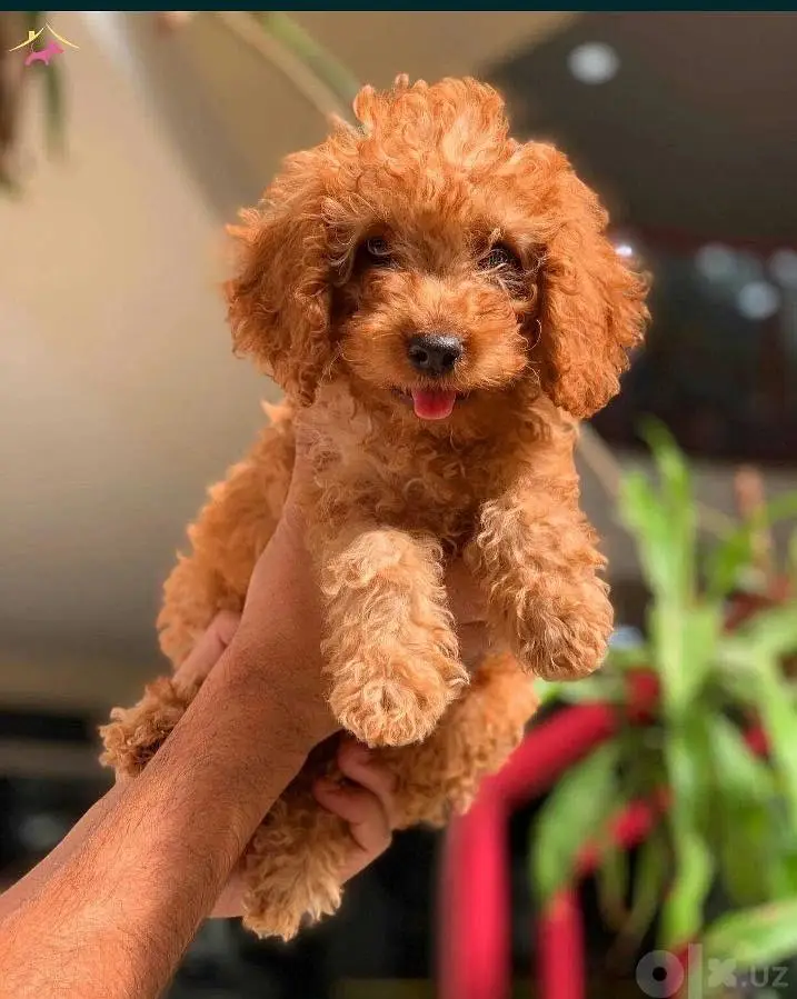 Poodle — photo 2