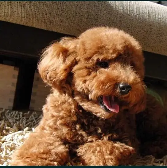 Poodle — photo 3