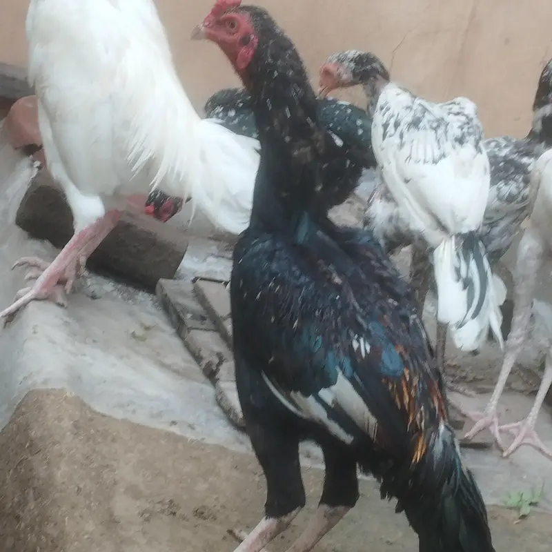 pure Original trusted phly check phir money — photo 2