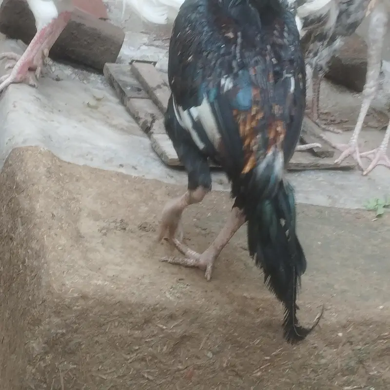 pure Original trusted phly check phir money — photo 3