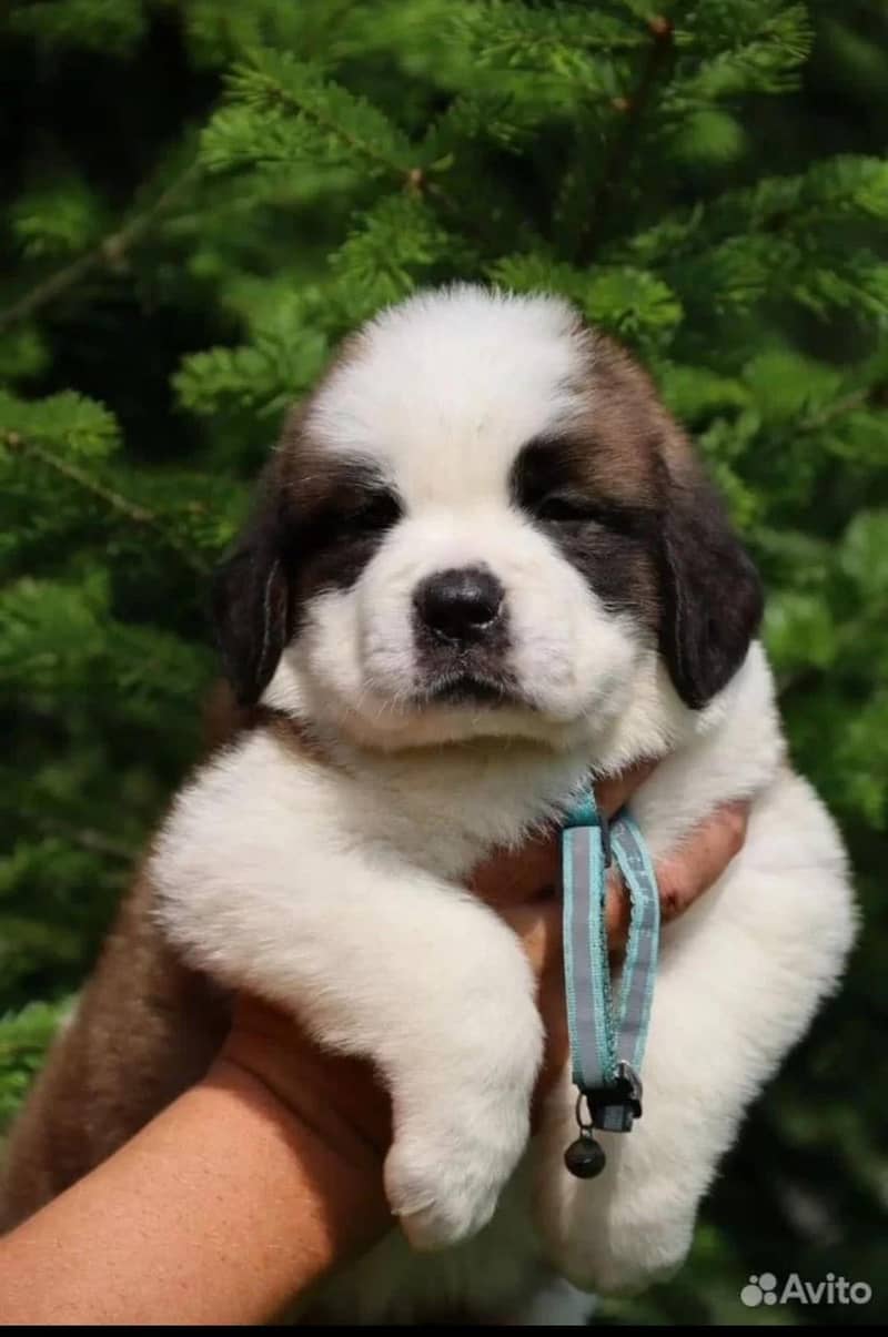 Saint Bernard 2