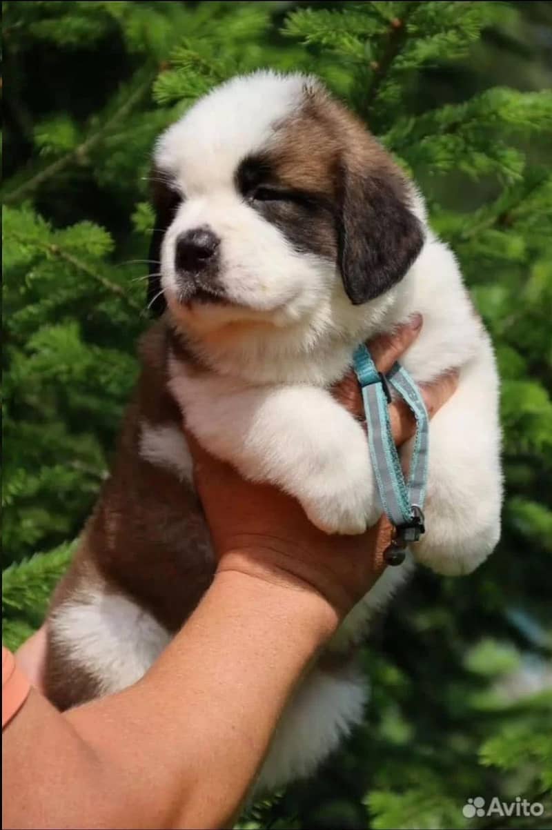 Saint Bernard 3