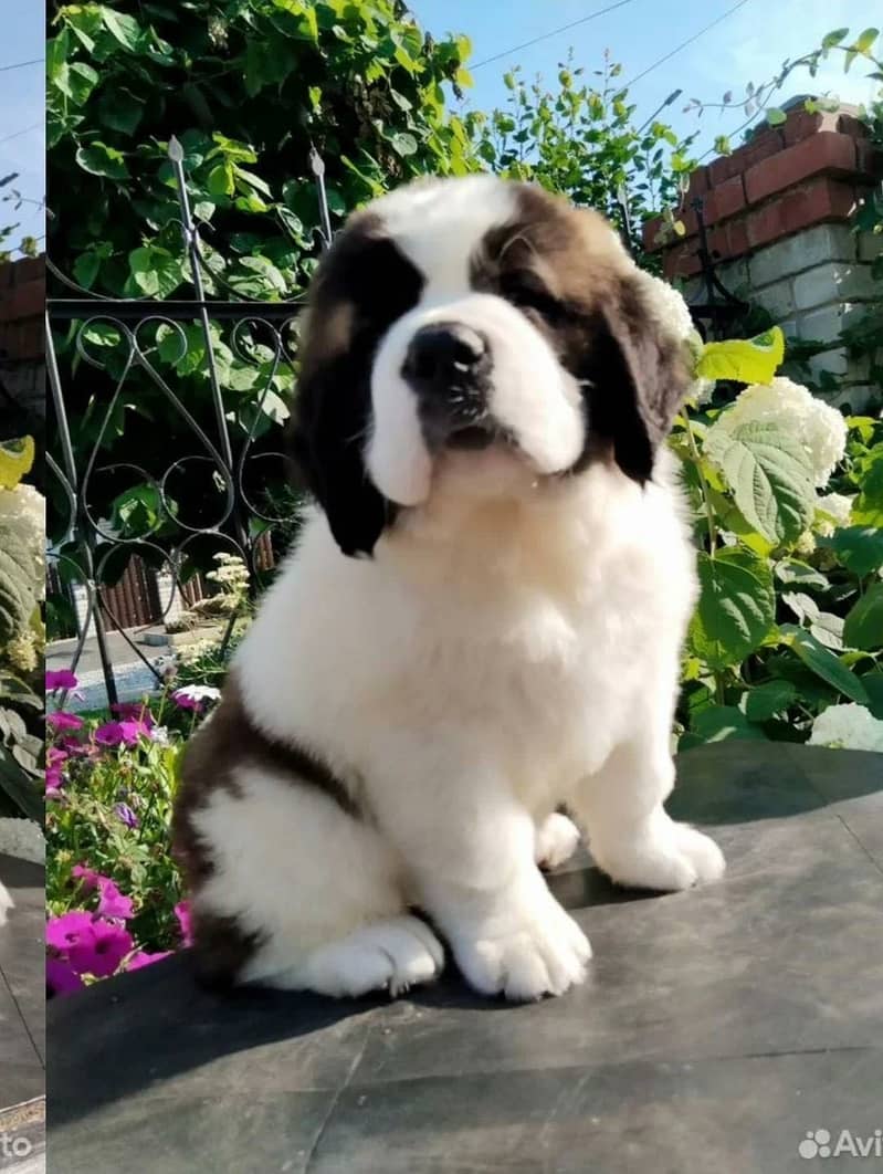 Saint Bernard 4