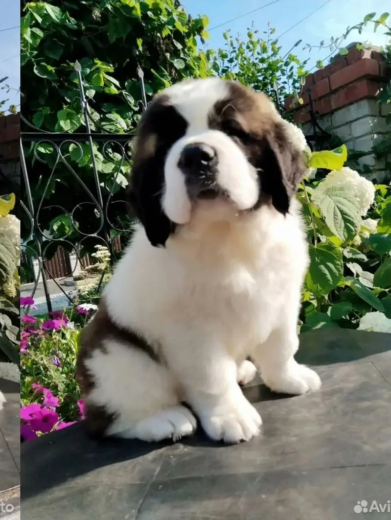 Saint Bernard — photo 5