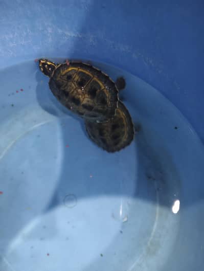 turtle