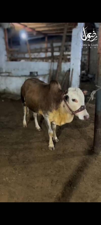 kodu ghena bachra