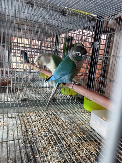 blue turquoise/torquoise conure pairs available