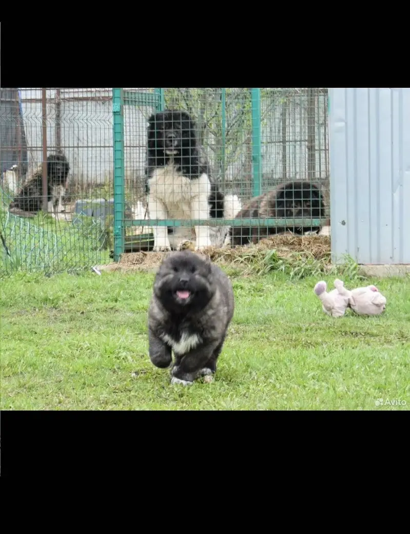 Caucasian Shepherd — photo 4