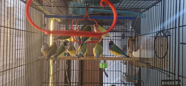 lady gouldian