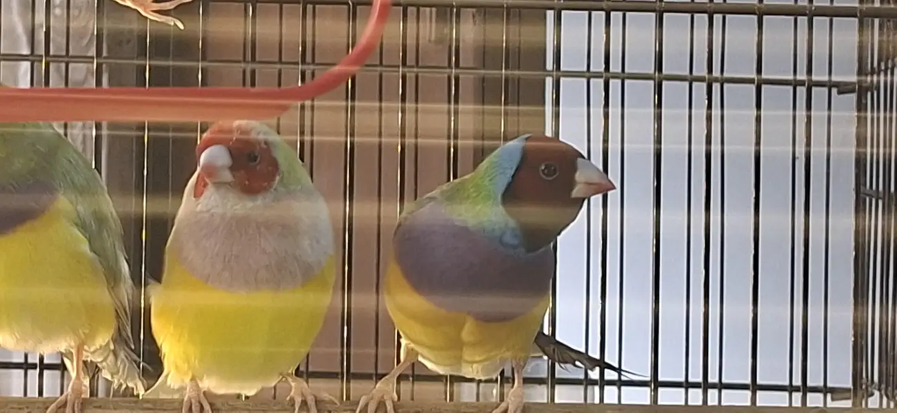 lady gouldian — photo 2
