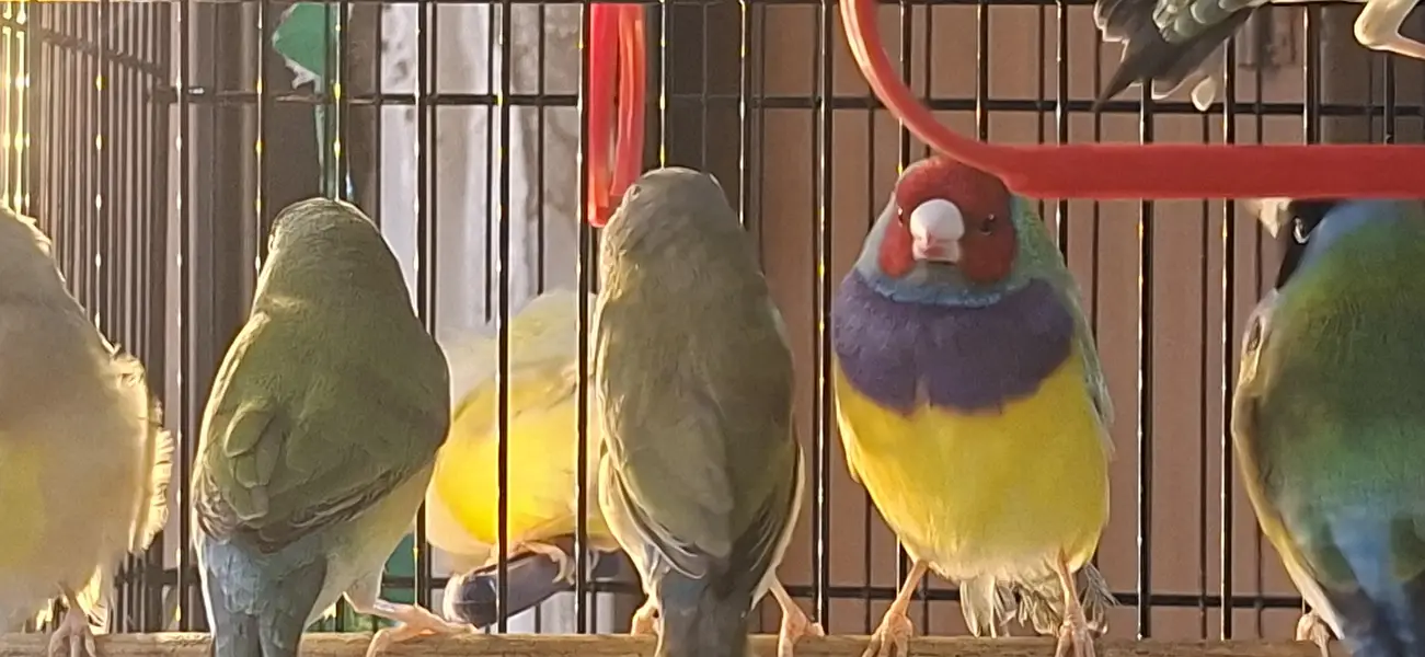 lady gouldian — photo 3