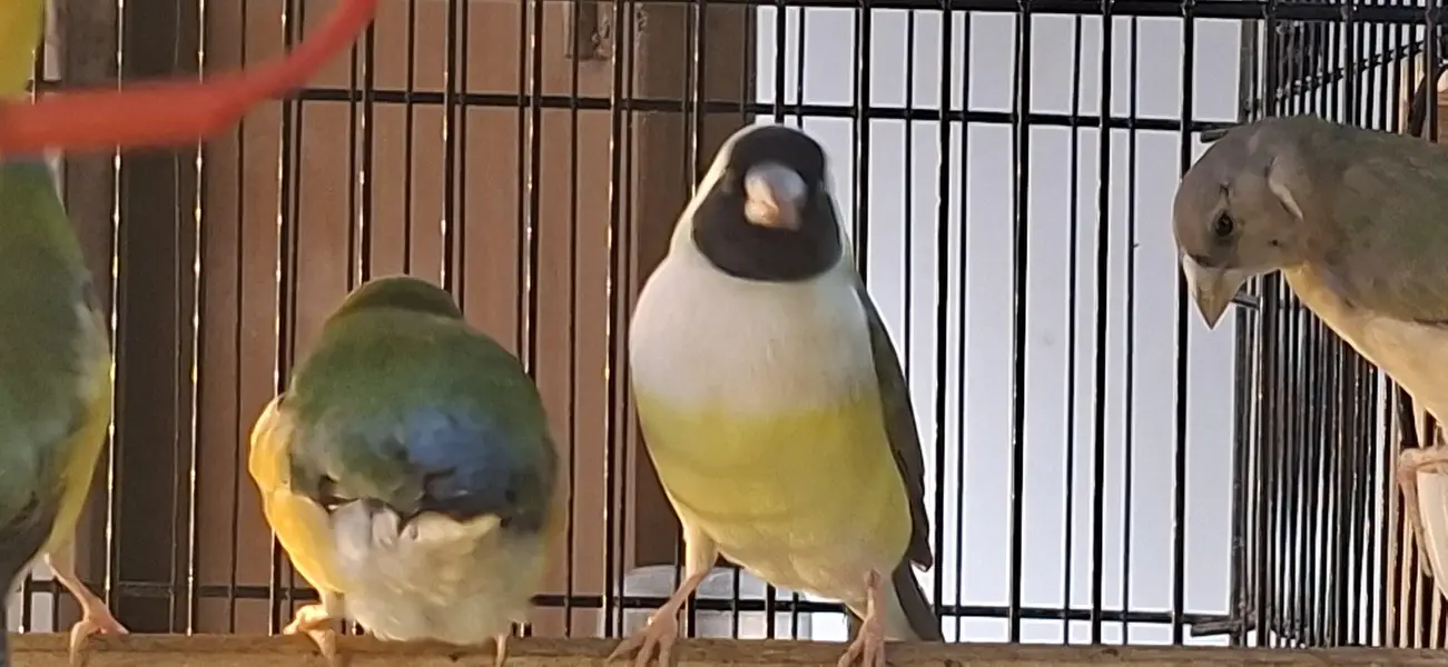 lady gouldian — photo 4