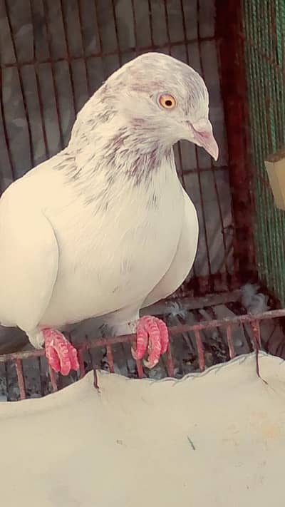 bohut piyara male ha Madi ur gai or white pair ha jagha nhi ha isliya