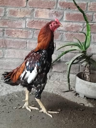 murga