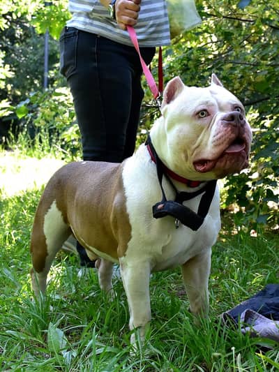American bully