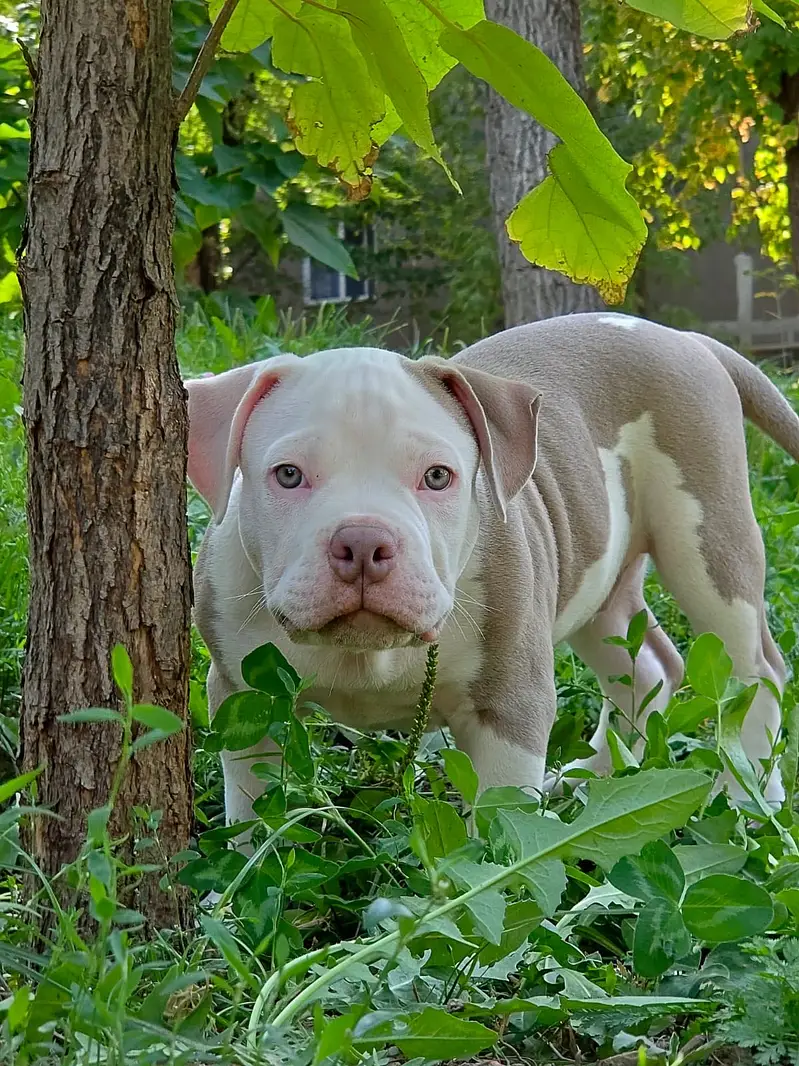 American bully — photo 2
