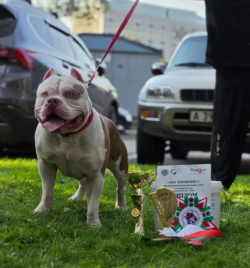 American bully — photo 3