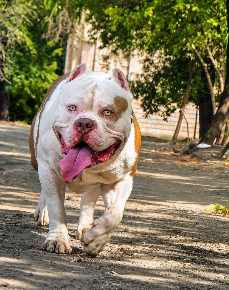 American bully — photo 4