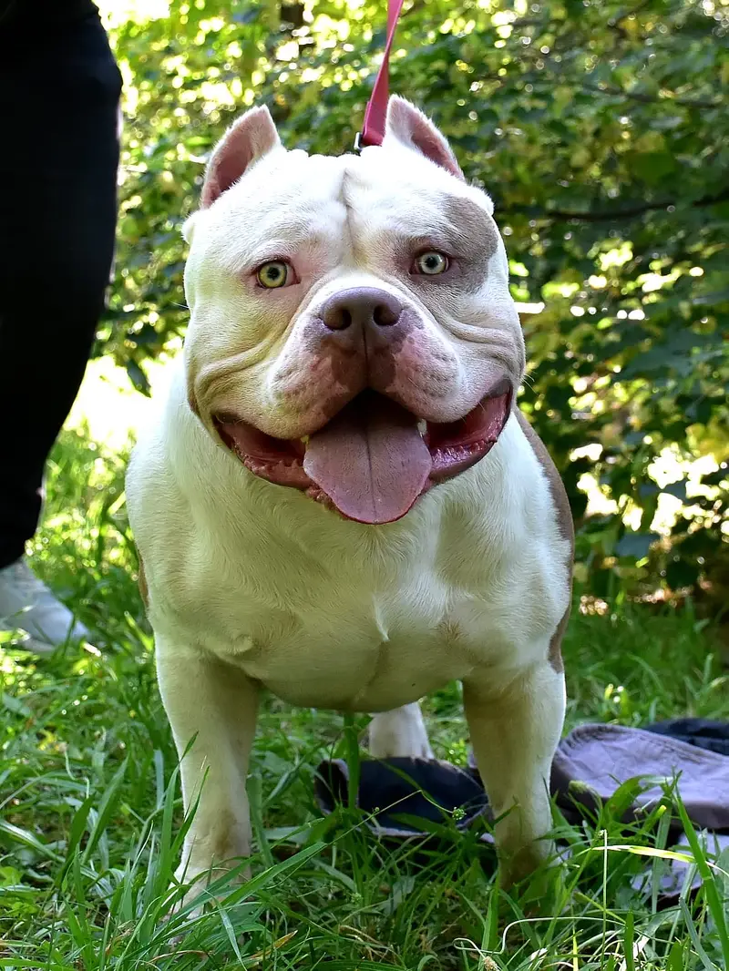 American bully — photo 5