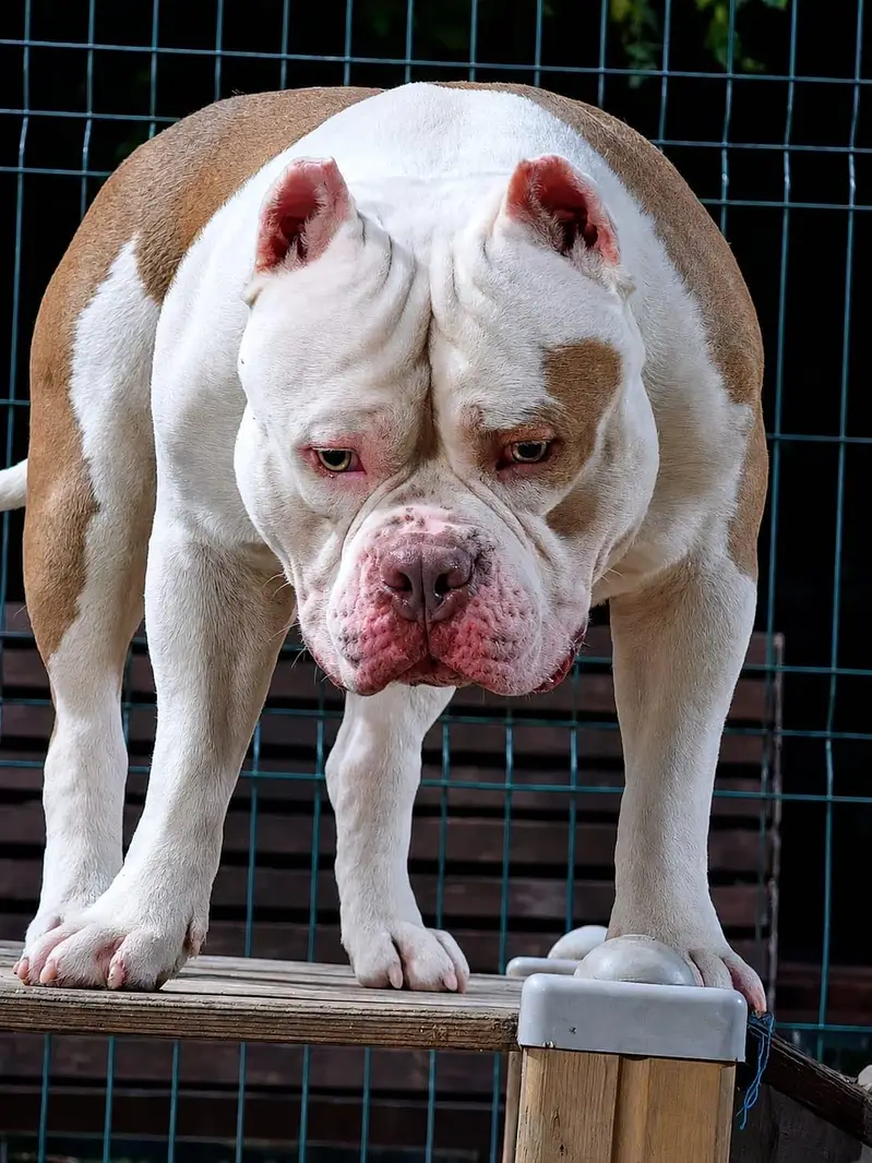 American bully — photo 6