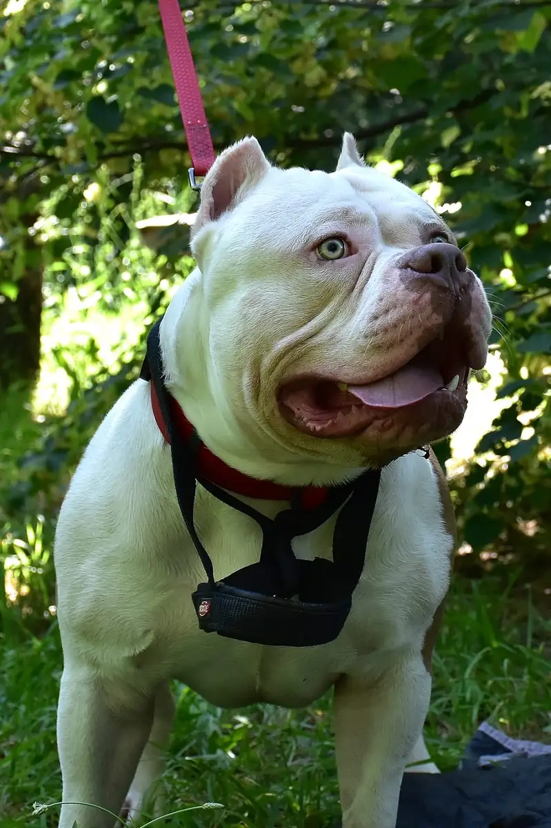American bully — photo 9