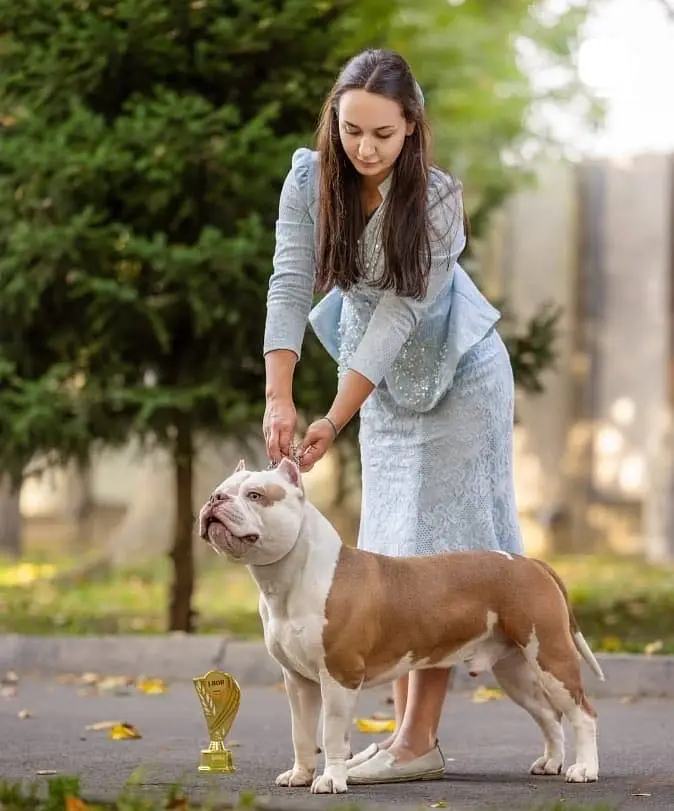 American bully — photo 10