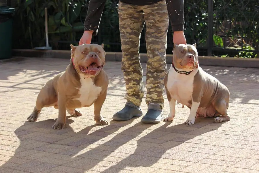 American bully — photo 12