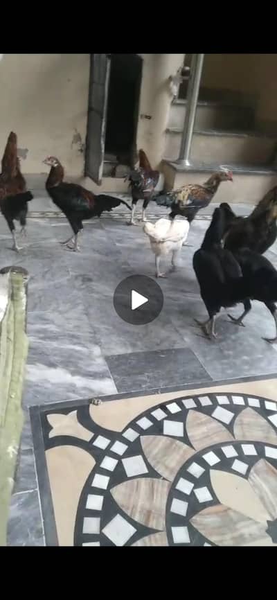 2 male hen for sale