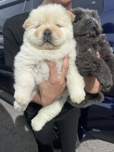 Chow Chow
