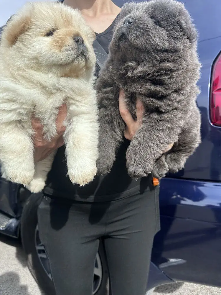 Chow Chow — photo 2