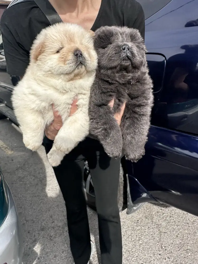 Chow Chow — photo 3