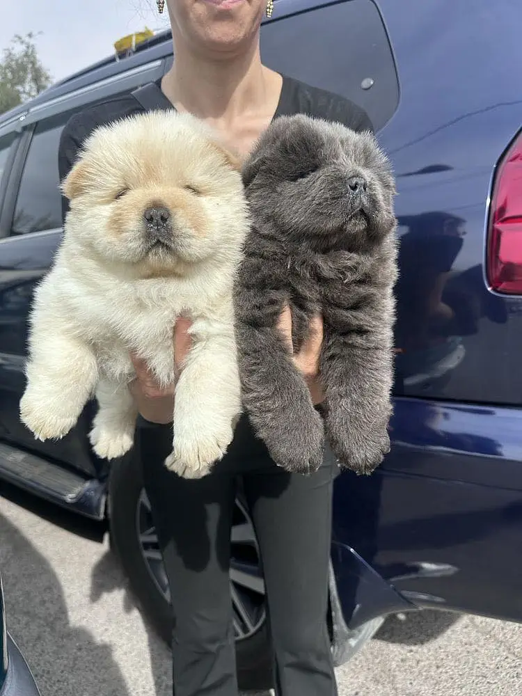 Chow Chow — photo 4