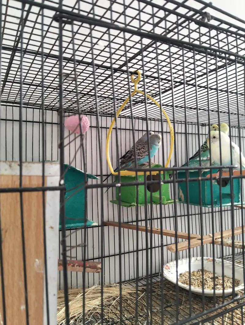 urgent sale karnay hain price finale hy — photo 3