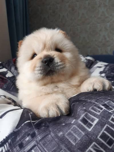 Chow Chow